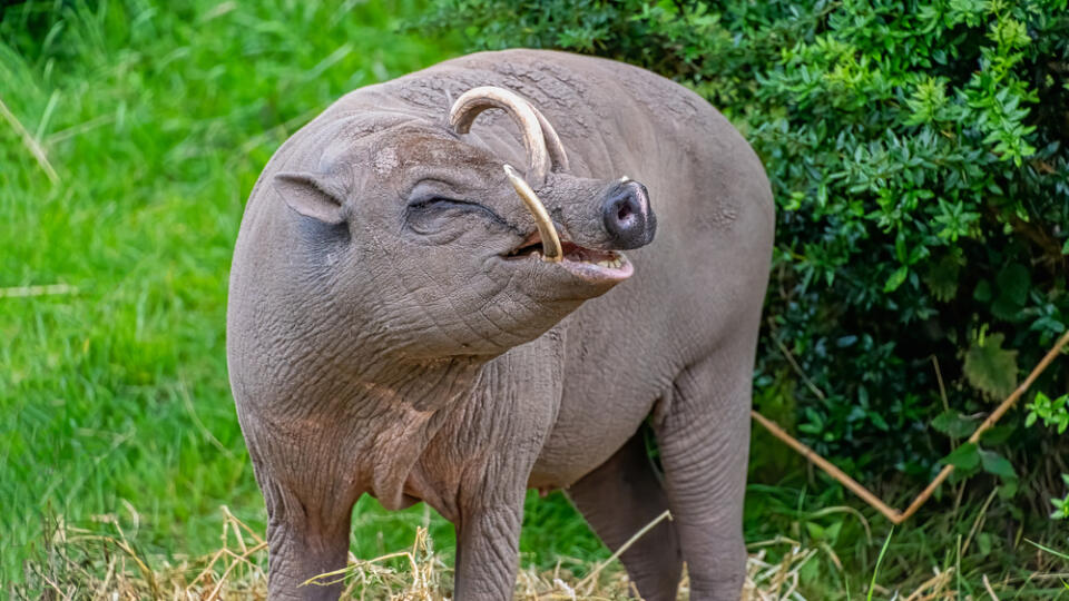 Babirusa,-,Means,Pig,Deer,After,Their,Unusual,Appearance!