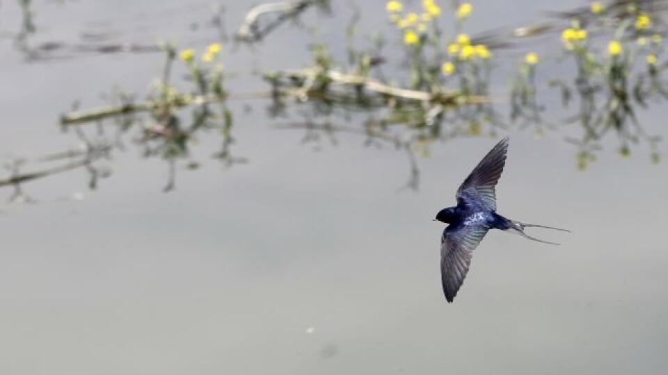 EBE 27 Belehrad - Lastovička obyčajná (Hirundo rustica) letiaca nad riekou Sávou v srbskej metropole Belehrade v stredu 22. mája 2013. FOTO TASR/AP
A swallow fly over Sava river in Belgrade, Serbia, Wednesday, May 22, 2013. (AP Photo/Darko Vojinovic)