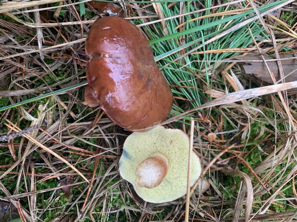Väčšina hríbov je zdravá, občas sa objaví červík v klobúčiku.