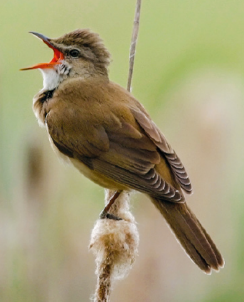 TRSTENIARIK VEĽKÝ
(Acrocephalus arundinaceus)