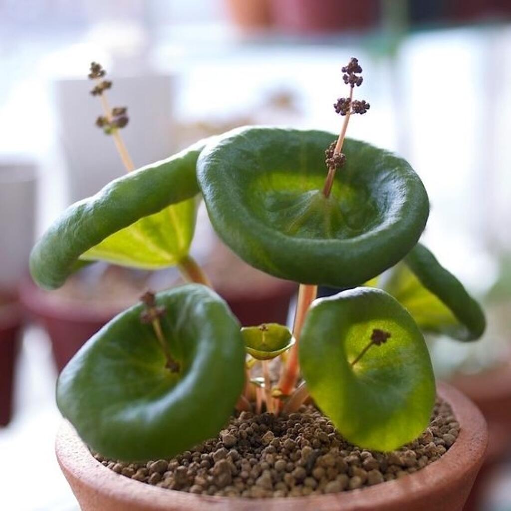 Семена горшечных цветов. Крассула Умбелла. Толстянка зонтичная Crassula Umbella. Crassula Umbella ‘Wine Cup’. Цветок Крассула Умбелла.