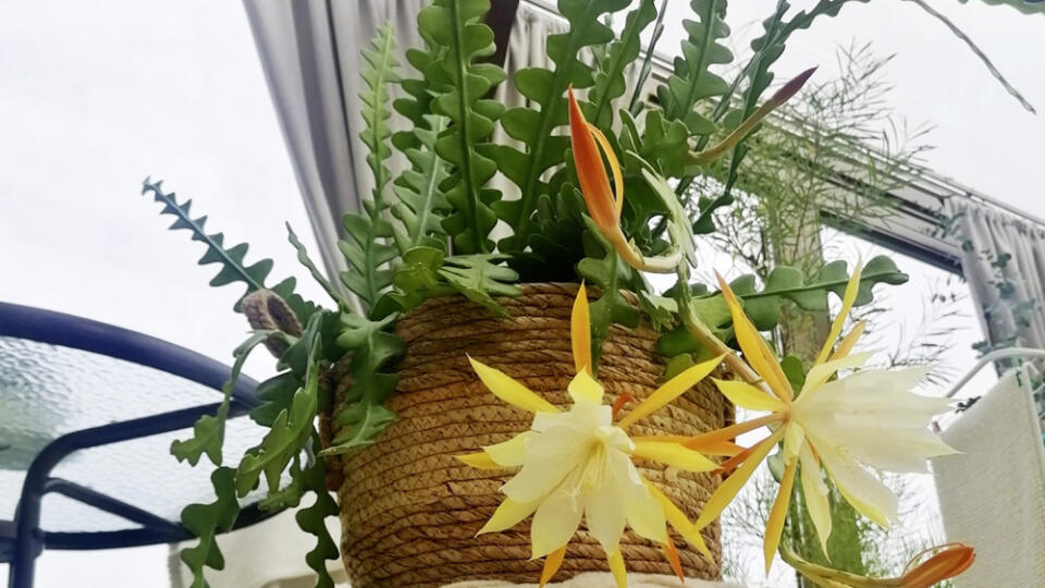 Kaktus Epiphyllum anguliger našej čitateľky.