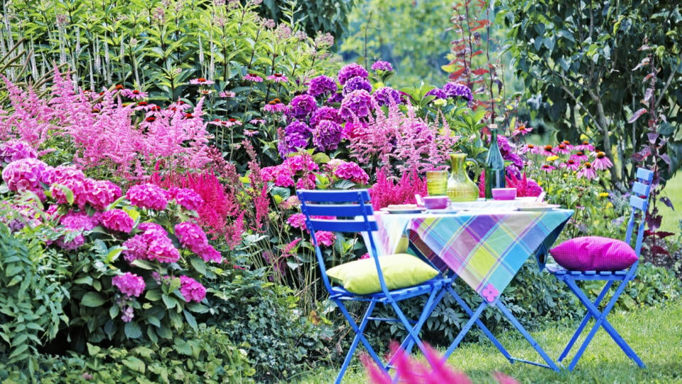 Hydrangea (Hortensie), Astilbe (Prachtspiere) Echinacea purpurea (Roter Sonnenhut) Eupatorium (Wasserdost), Heuchera (PurpurglŲckchen) blaue Garnitur