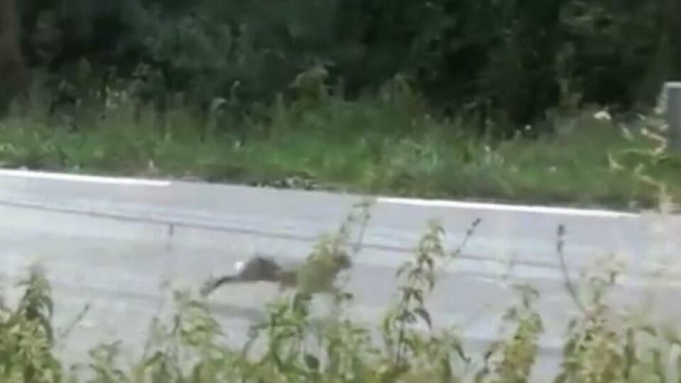 Ušatý pretekár poctivo dodržiaval trasu.