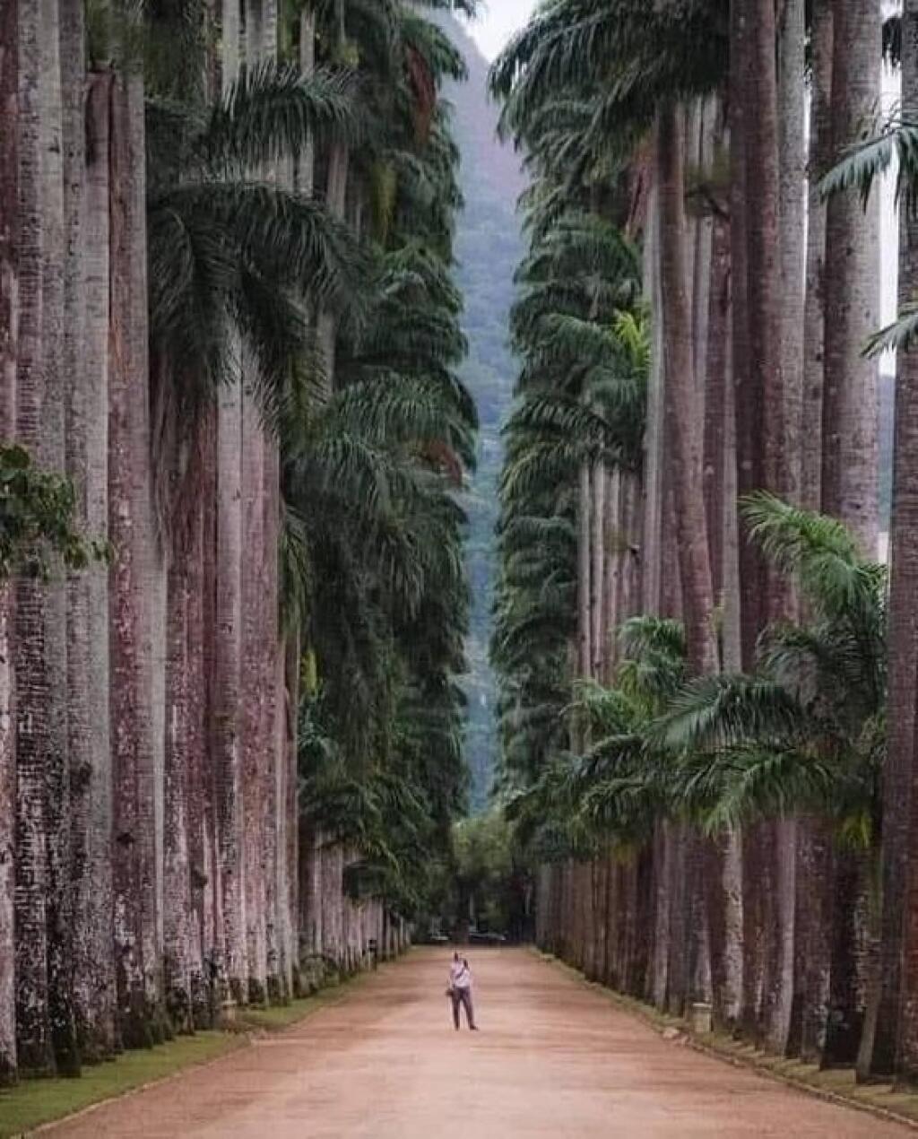 Botanická záhrada v Rio de Janeiro, Brazília. Jej súčasťou je aj palmová alej, ktorú tvoria palmy z jedného materského stromu. Ten uhynul už dávnejšie po zásahu bleskom.