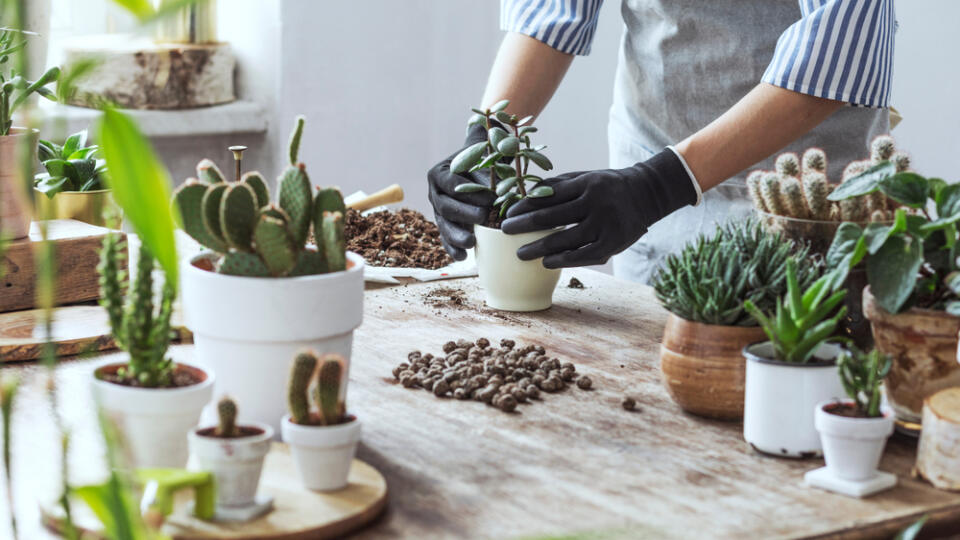 Woman,Gardeners,Hand,Transplanting,Cacti,And,Succulents,In,Cement,Pots