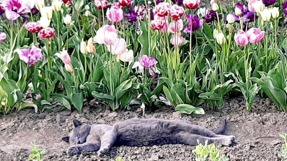 „Nielen ja milujem tulipány, ale aj naša rodinná modelka!“