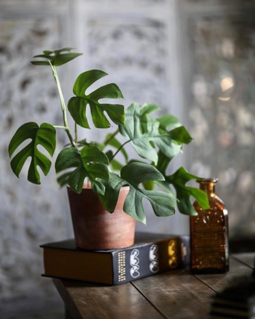 Рафидофора houseplants