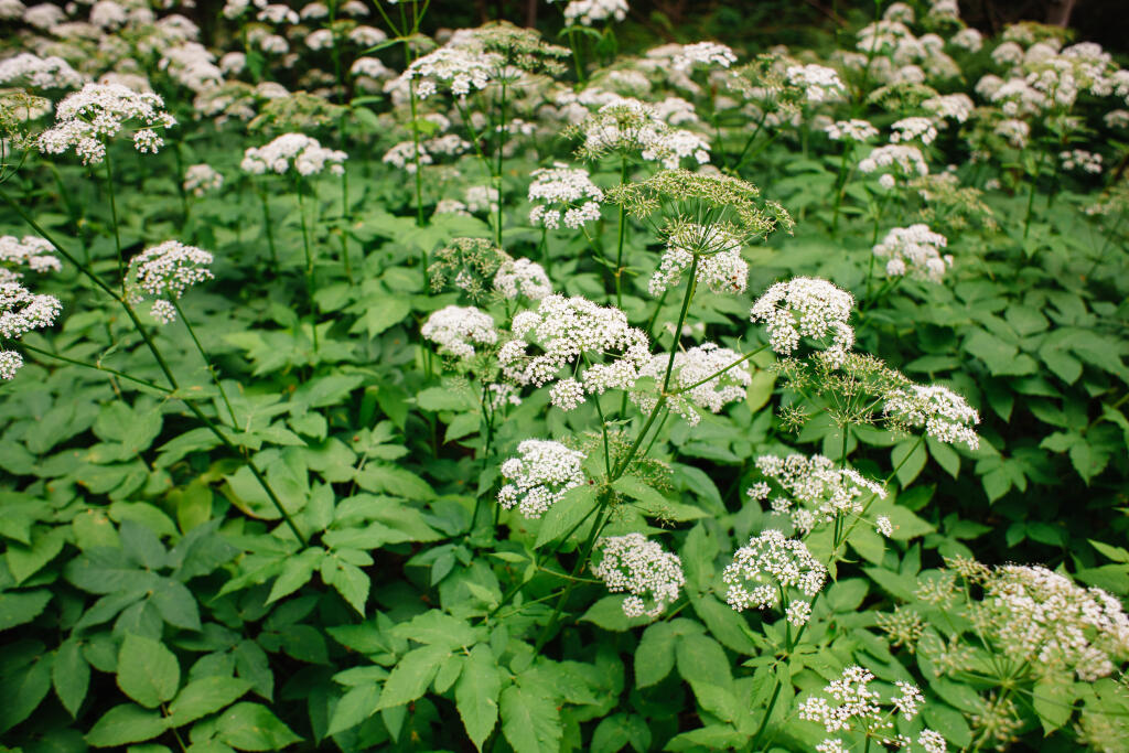 Kozonoha