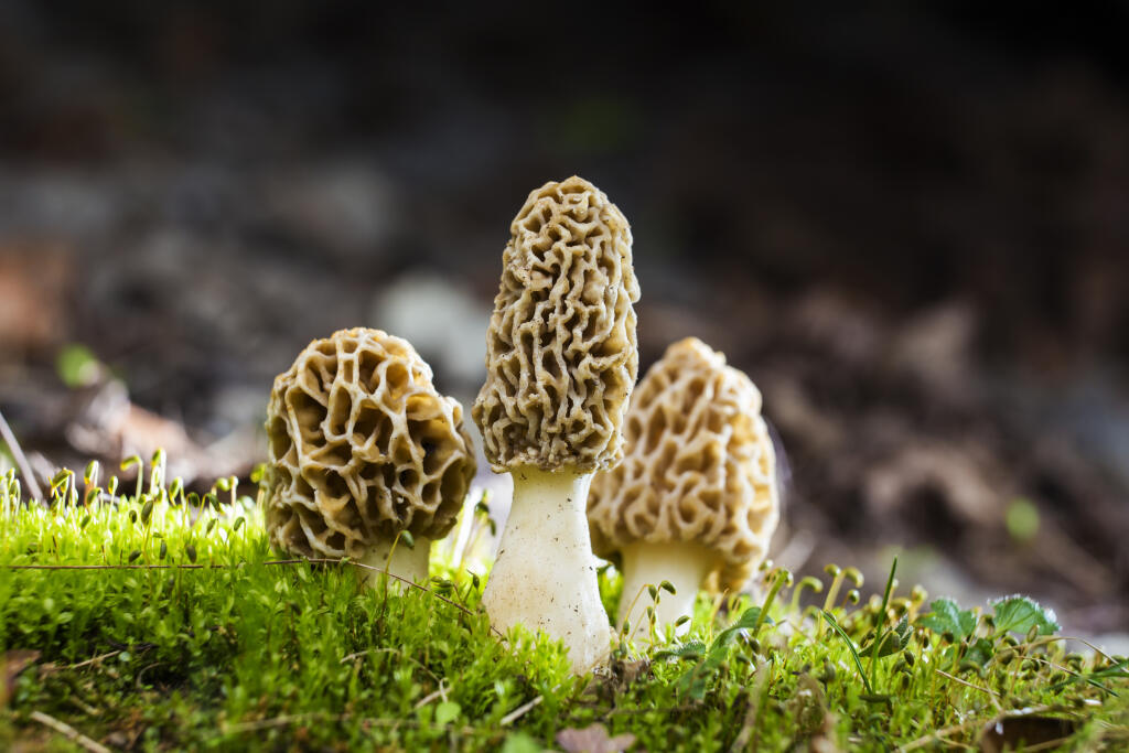 Smrčok jedlý (Morchella esculenta) je jedlá huba
