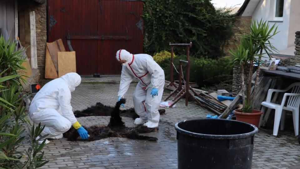 Stwierdzono m.in. cztery okazy niedźwiedzia brunatnego, cztery osobniki jelenia górskiego, dwie skóry żubra górskiego oraz okazy innych chronionych gatunków zwierząt.