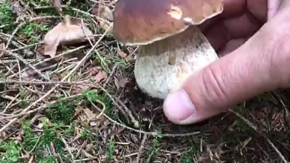 Objavili sa vo vašom krásnom trávniku HUBY? Skoncujte s nimi a to ÚPLNE jednoducho!
