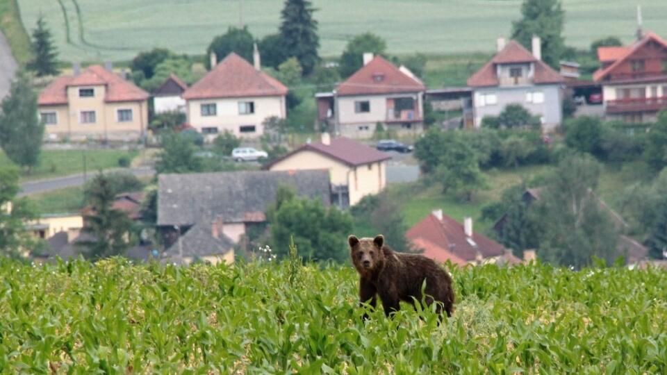 Medveď za bieleho dňa neďaleko dediny – na Liptove už takmer bežný obrázok.