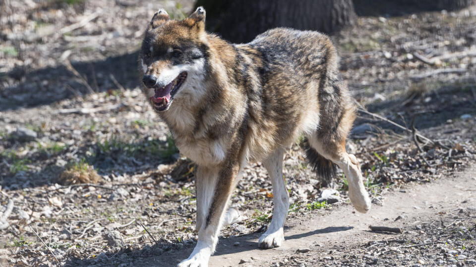 Na snímke vlk eurázijský počas podujatia k Medzinárodnému dňu lesov v bratislavskej ZOO a sprevádzanie v lesnej časti a komentované kŕmenie jeleňov v Bratislave 19. marca 2022. FOTO TASR - Jaroslav Novák