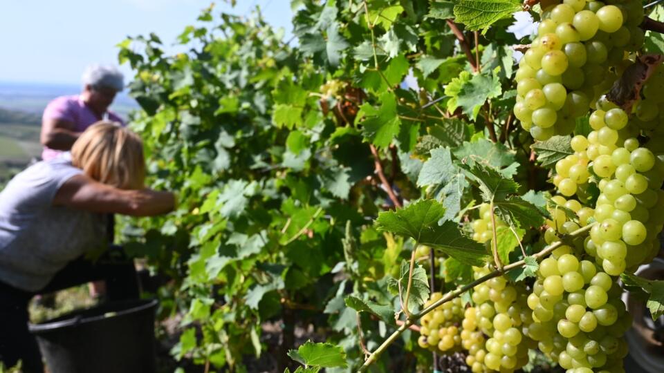 So zberom hrozna začali tohto roku odrodou muškát žltý vo vinohradoch v slovenskej časti Tokajskej oblasti vo firme J. & J. Ostrožovič pri Malej Tŕni v okrese Trebišov. Na snímke zber hrozna pri obci Malá Tŕňa 22. septembra 2020. FOTO TASR - Roman Hanc