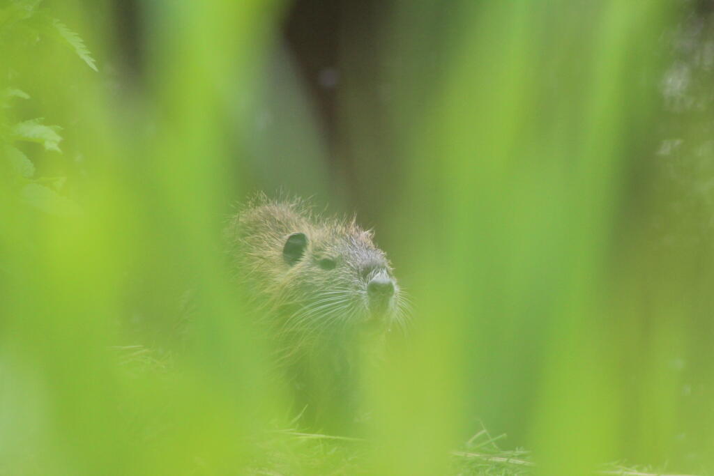 Nutria