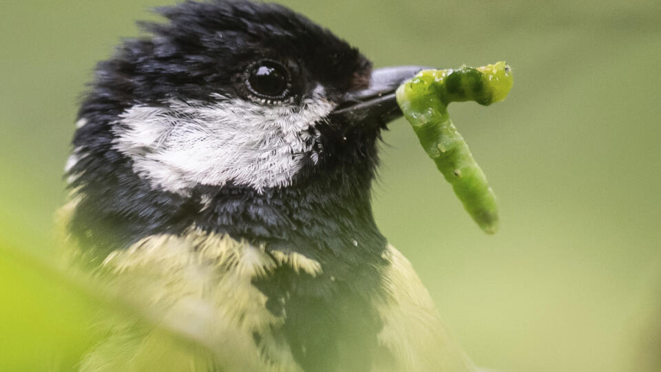 EBE 27 Niedereschach - Sýkorka veľká drží v zobáku húsenicu v nemeckom Niedereschachu 15. júna 2020. FOTO TASR/AP
A great tit pecks a caterpillar with its beak in Niedereschach Germany, Monday, June 15, 2020. (Silas Stein/dpa via AP)