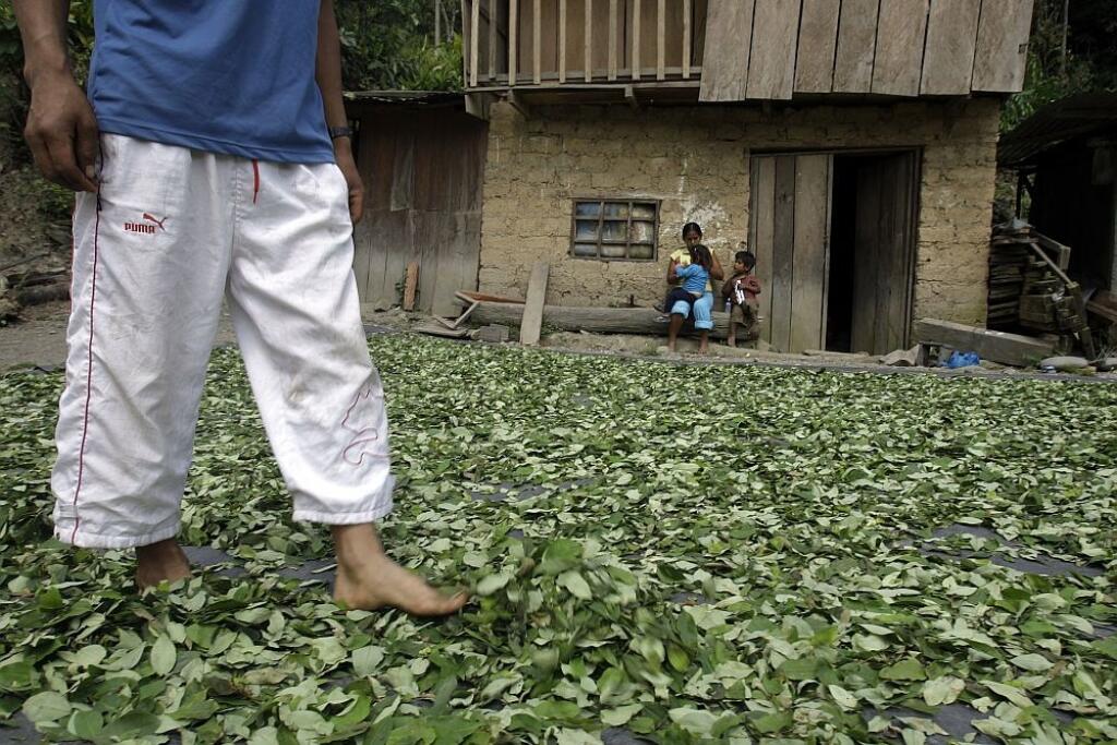 Peru Coca