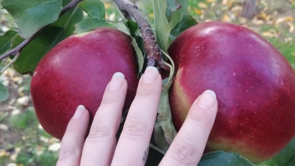 „Mladá jablonka mala tento rok len dva plody ale zato obrovské.“