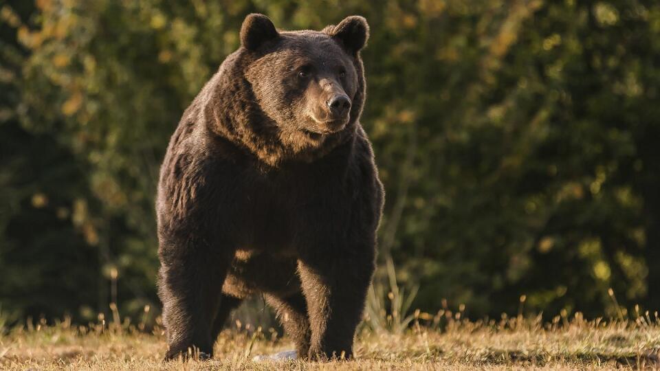 Na archívnej snímke rumunského ekologického spolku Agent Green, medveď hnedý, menom Arthur, kráča na území župy Covasna v strednom Rumunsku.