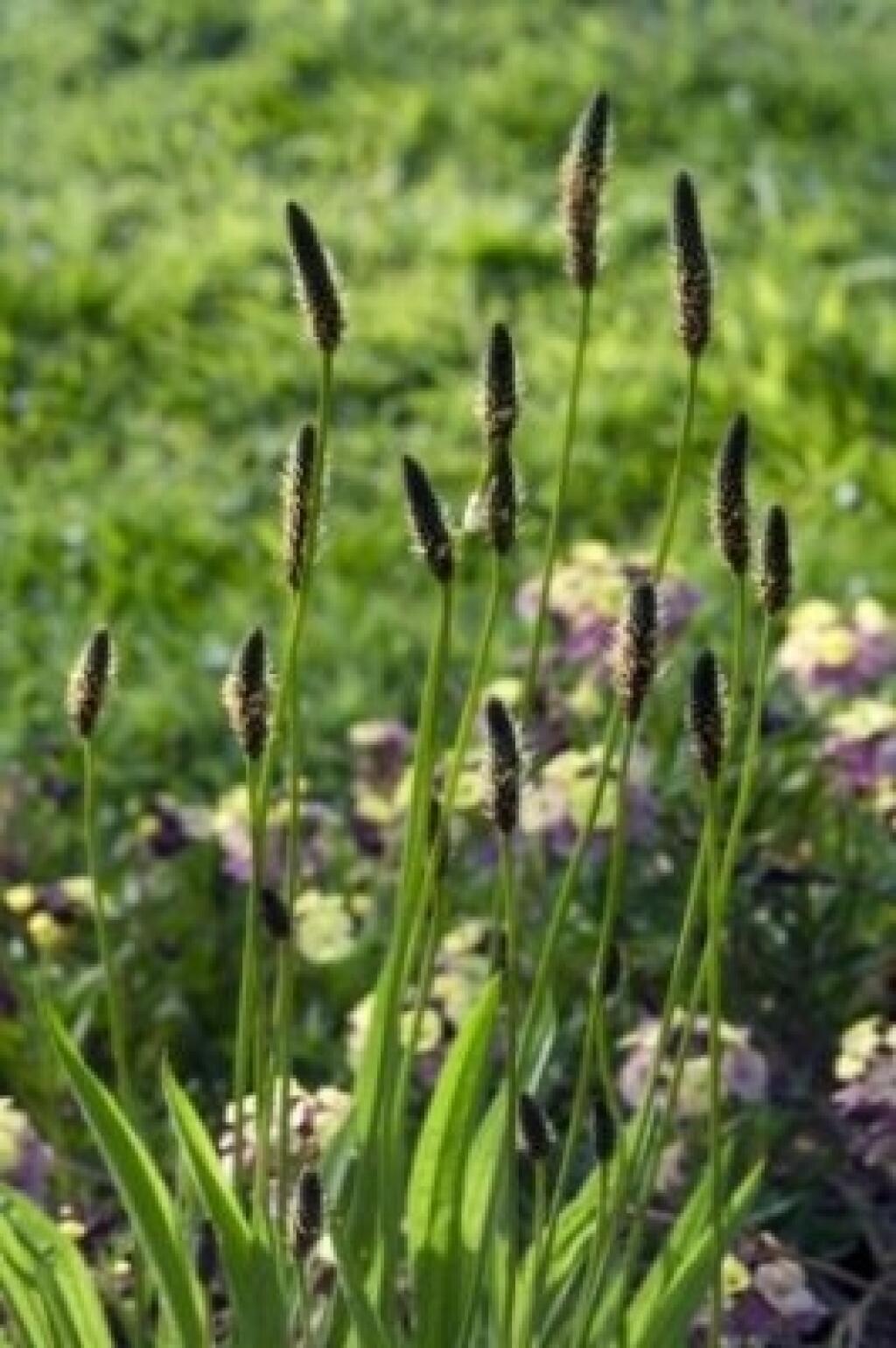 Skorocel kopijovitý (Plantago lanceolata)