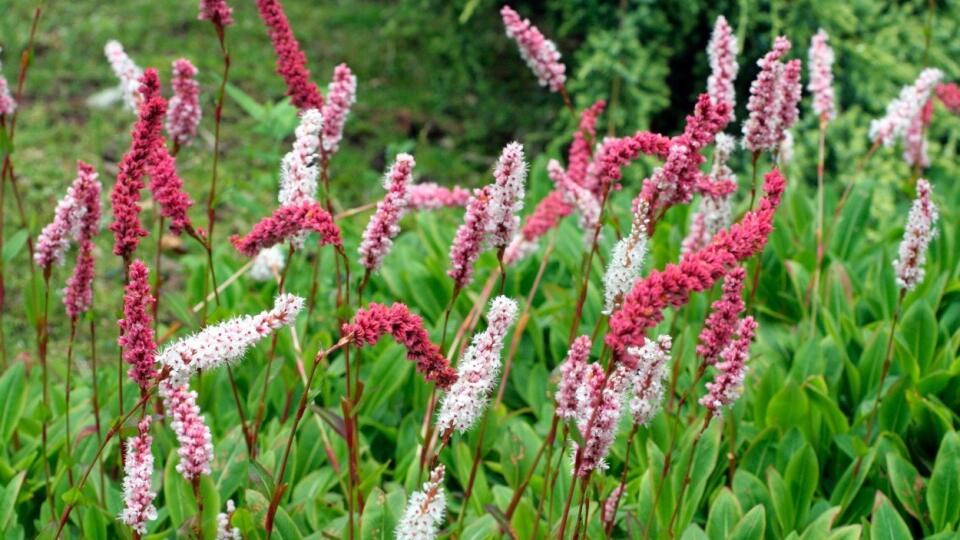 Horčiaky Persicaria amplexicaulis