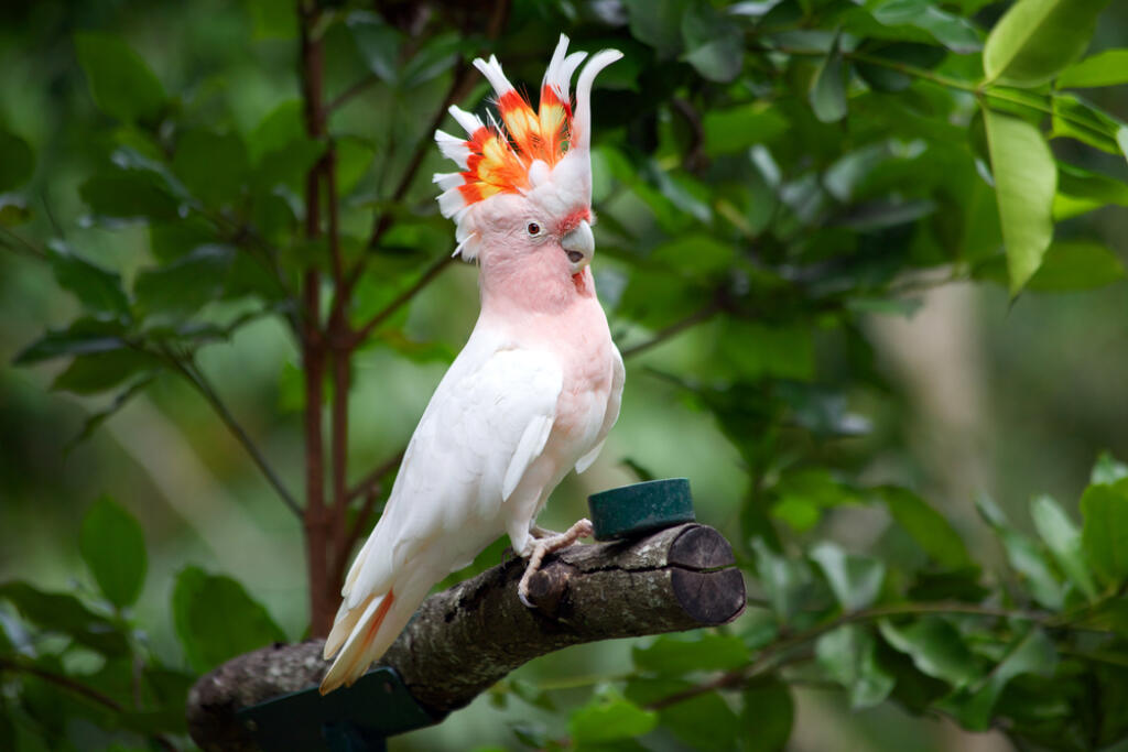 Major,Mitchell,Cockatoo,Also,Known,As,Leadbeater's,Cockatoo,Or,Pink