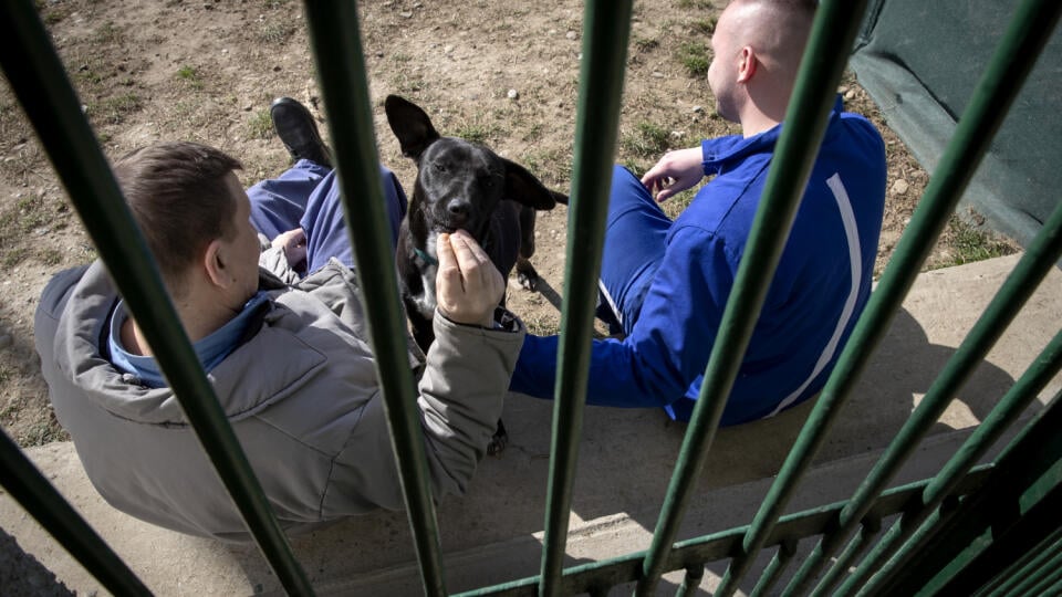 Šanca pre psie oči - pilotný program v ústave na výkon trestu Leopoldov venovaný resocializácii väzňov pomocou výchovy k starostlivosti o zvereného psa formou výcviku. Po absolvovaní špecializovaného resocializačného a výchovného vzdelávacieho programu získa odsúdený certifikát o odbornej starostlivosti o psa.