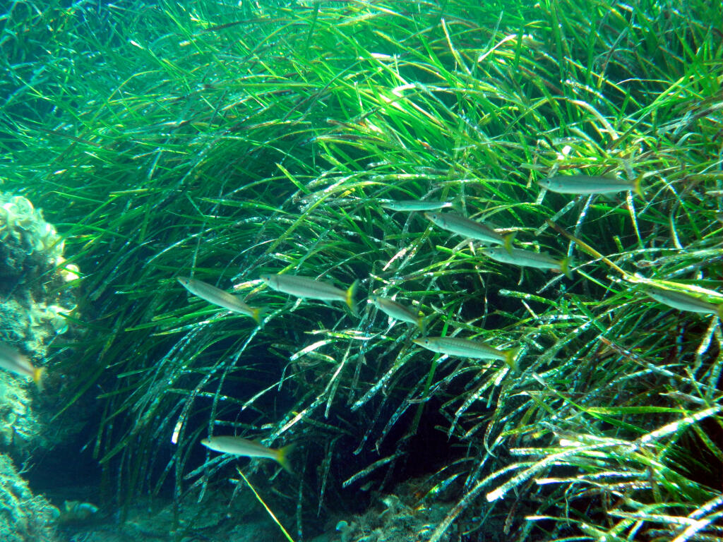 Posidonia: Neptuova tráva