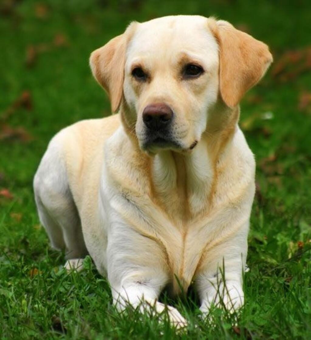 Labrador retriever