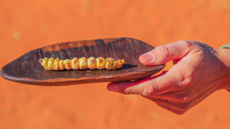 Hand,Of,Woman,Holds,On,A,Bush,Tucker,Food,With