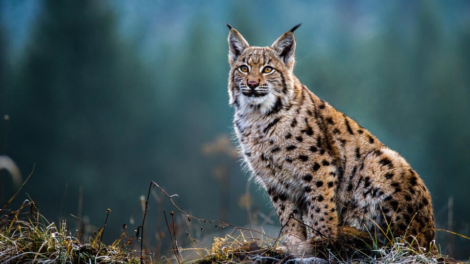 Eurasian,Lynx