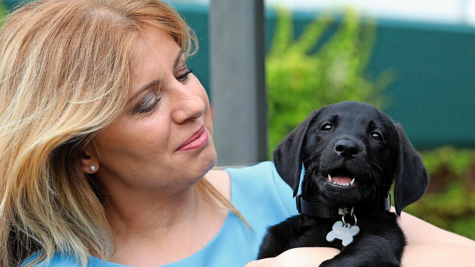 NOVÝ ČLEN DOMÁCNOSTI Prezidentka Zuzana Čaputová ukázala verejnosti labradora Leona.