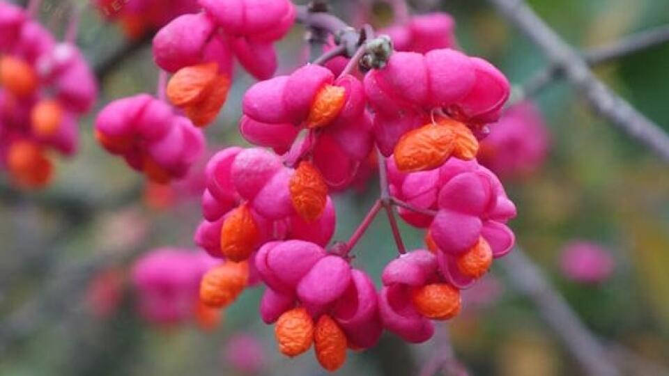 Bršlen európsky (Euonymus europaeus)