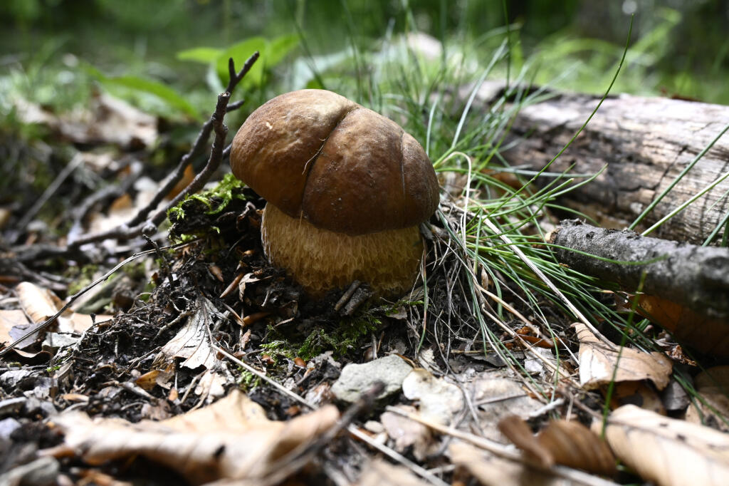Na snímke najznámejšia jedlá huba Slovenska - hríb dubový (Boletus reticulatus) v lese pri obci Kálnica v okrese Nové Mesto nad Váhom 17. júna 2020. FOTO TASR - Radovan Stoklasa