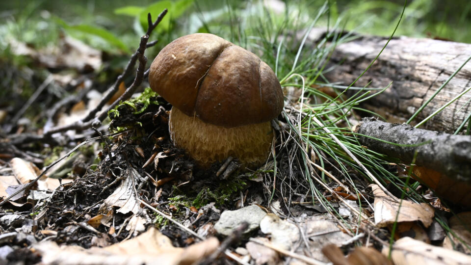 Na snímke najznámejšia jedlá huba Slovenska - hríb dubový (Boletus reticulatus) v lese pri obci Kálnica v okrese Nové Mesto nad Váhom 17. júna 2020. FOTO TASR - Radovan Stoklasa