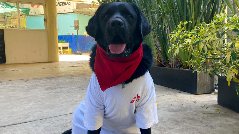 Onnie, 4-ročný labradorský retriever, poskytuje spolu s psychologičkou Alíciou de la Rosa psychologickú starostlivosť obetiam mučenia a extrémneho násilia v centre komplexnej starostlivosti v Mexico City.