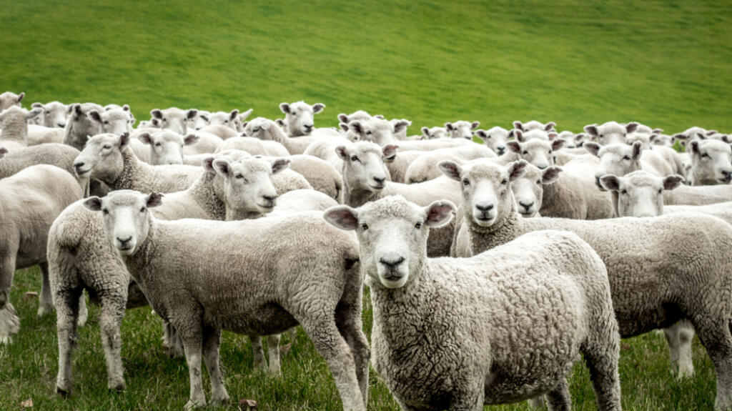Flock,Of,Staring,Sheep