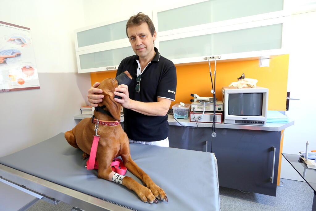 Ak je miesto zapálené, potom je nutný menší chirurgický zákrok, kde veterinár miesto lokálne znecitliví, malým rezom tkanivo otvorí a osinu vyberie. Ranu prekryje obväzom s hojivou emulziou. (Ilustračné foto)