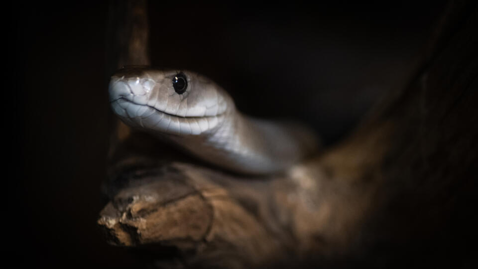 A black mamba (Dendroaspis polylepis) pictured in its