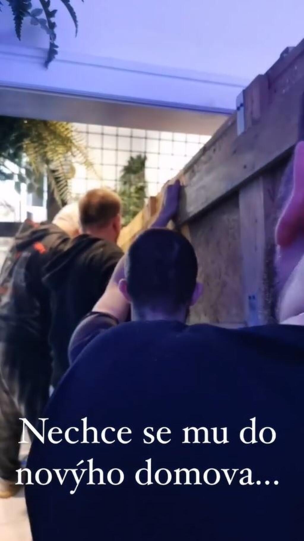 Prvému krokodílovi sa príliš nechcelo vyjsť z debny a trvalo niekoľko minút, kým o odtiaľ dostali.