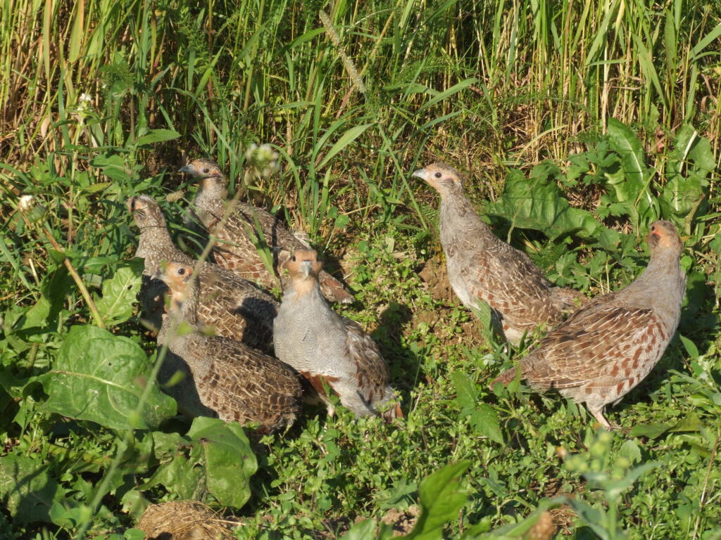 Jarabičky