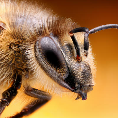 Deväť faktov o včelách, ktoré ste zaručene nepoznali