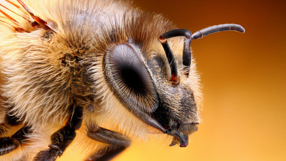 Sharp,And,Detailed,Study,Of,Bee,Taken,With,Macro,Lens