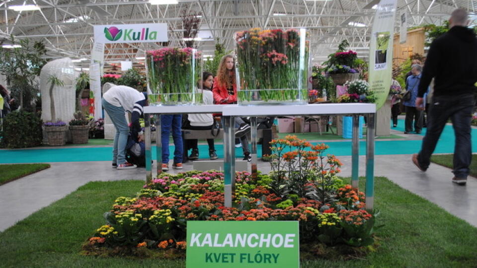 V znamení kalanchoe