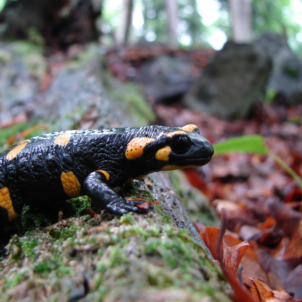 salamandra škvrnitá