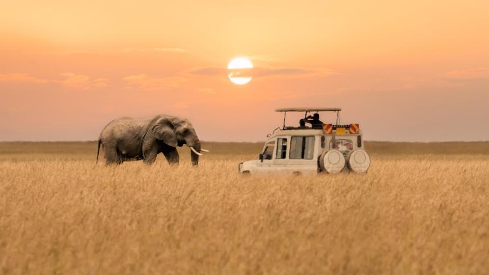 Lone,African,Elephant,Walking,With,Blurred,Foreground,Of,Savanna,Grassland