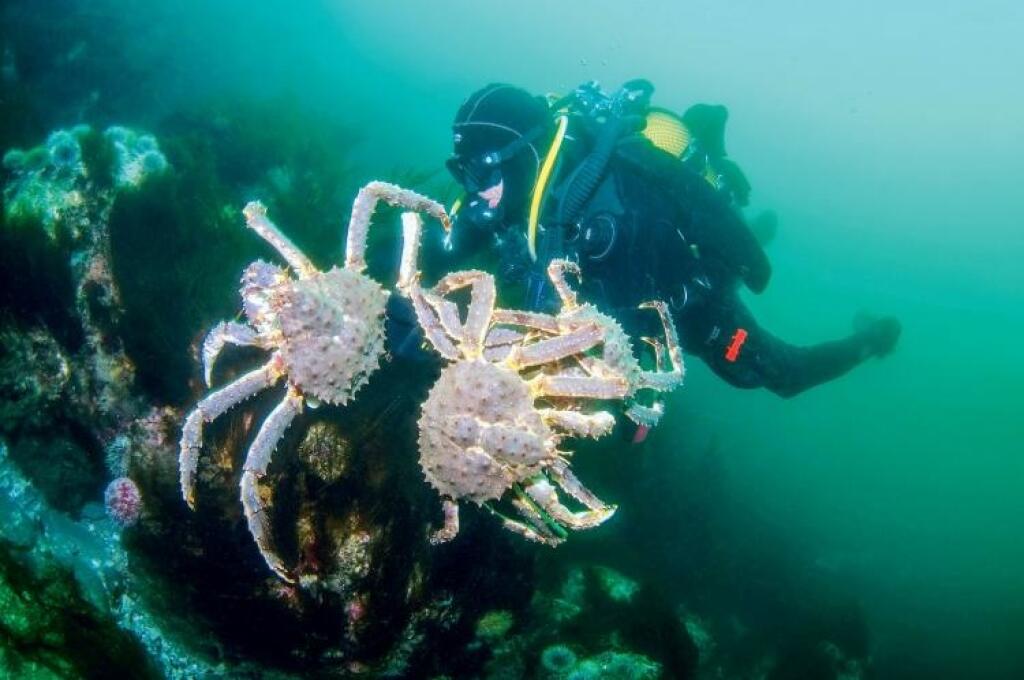 Monštrum z ľadového oceána je top pochúťka a rarita. V Bratislave ju majú