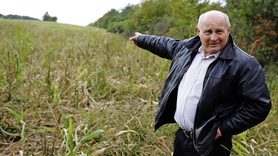 Farmár z okresu Krupina nám ukazuje, ako mu diviaky zničili úrodu. Ak štát nezačne konať, úplne skončí s pestovaním poľnohospodárskych plodín.