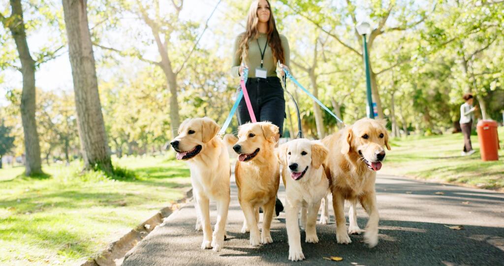 Woman,,Walking,And,Dogs,In,Park,For,Exercise,Or,Pet